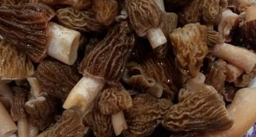 В лесах Краснодарского края пошли сморчки (карта грибных мест)