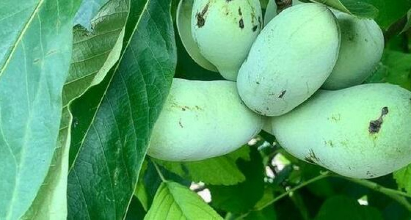 «По вкусу напоминают заварной крем»: жительница Новороссийска вырастила в саду «мексиканские» бананы