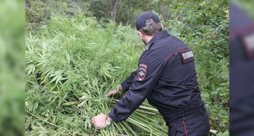 Сотрудники полиции Новороссийска выявляют и уничтожают посевы мака и конопли