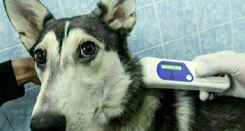 Чип или тату: закон о маркировке домашних животных внесут в Госдуму РФ до конца года