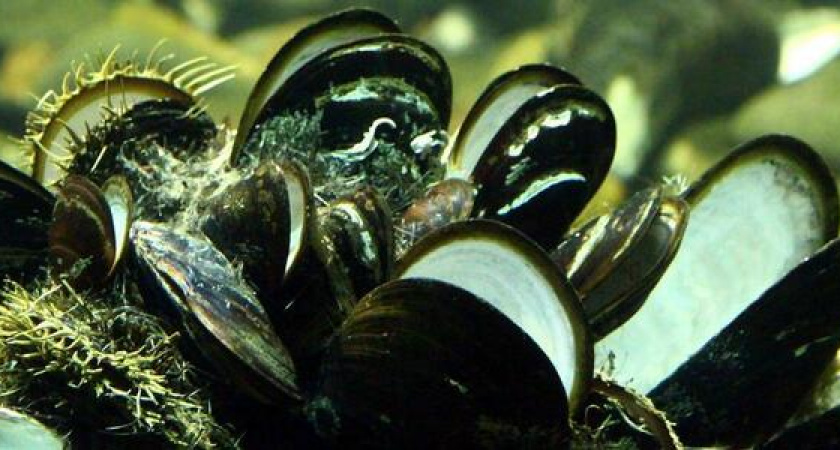 В порту Новороссийск поселят устриц и мидий для контроля за чистотой воды