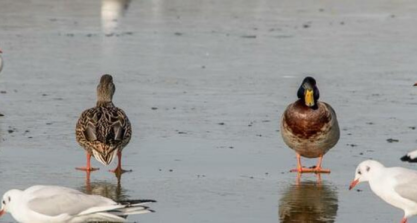 В Новороссийске озеро Соленое на Суджукской косе покрылось льдом