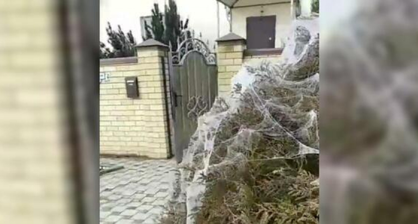 «Это страшно! Апокалипсис какой-то!»: станицу под Анапой заволокло паутиной из-за нашествия пауков