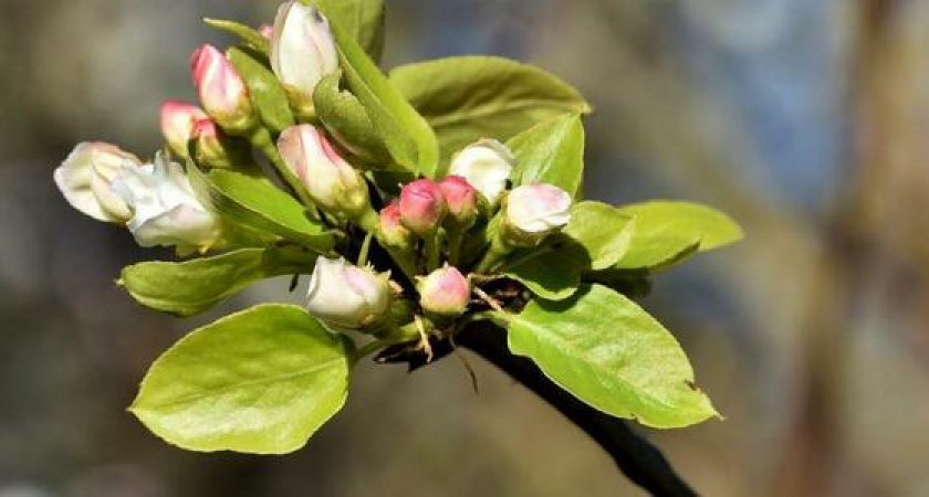 Деревья в Новороссийске цветут и плодоносят одновременно