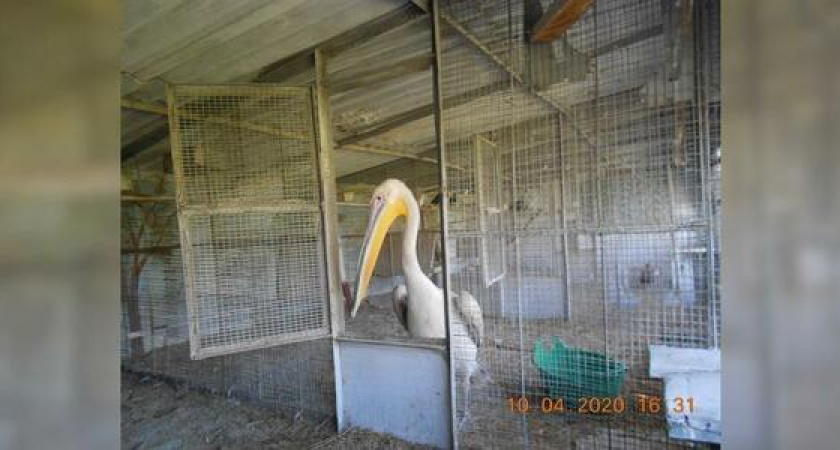 «Птичку жалко…»: краснокнижному пеликану Григорию подрезали крылья в «Парке птиц»