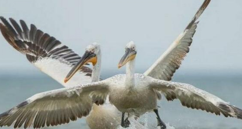 "Строил укрытия и снимал": в Анапе фотографу удалось запечатлеть, как пеликаны ловят рыбу: 10 потрясающих фото