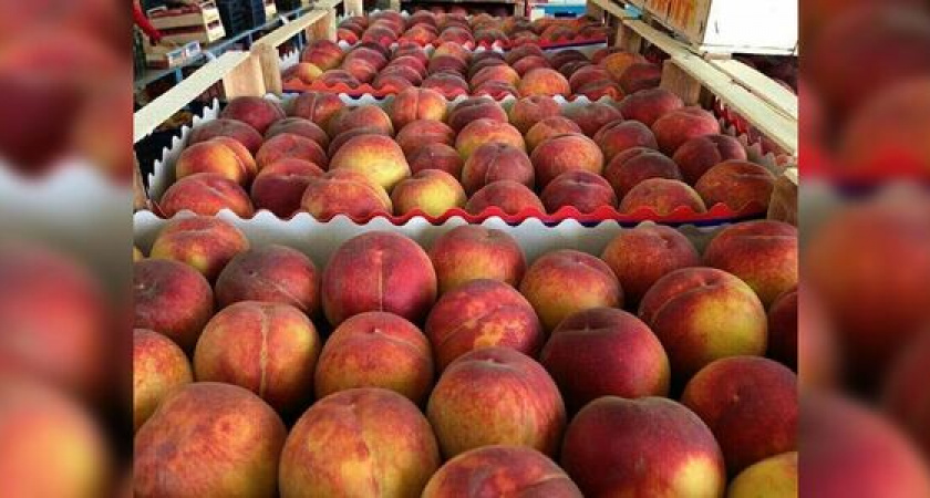 В Новороссийск не пустили более 103 тонны зараженных персиков