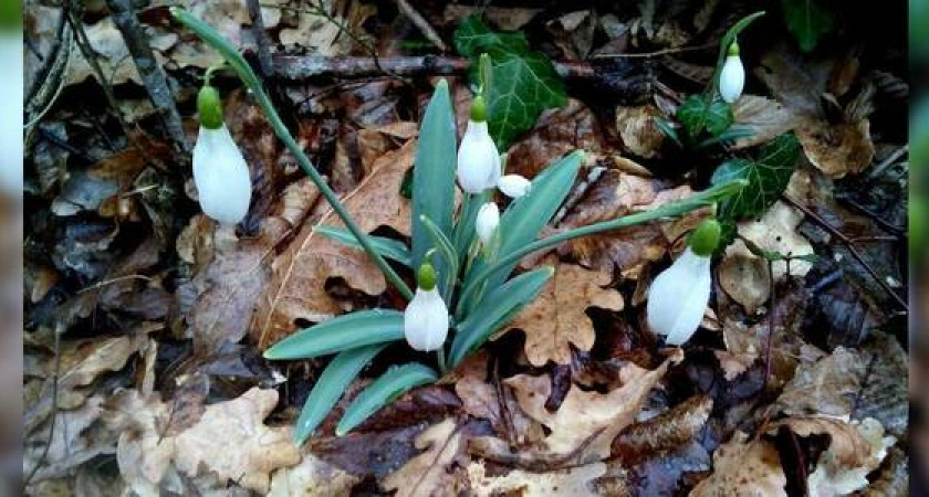 В Новороссийске в разгар зимы расцветают фруктовые деревья и подснежники
