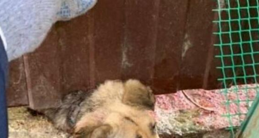 История Хатико: в Анапе пес полгода прождал хозяев, бросивших его в аэропорту