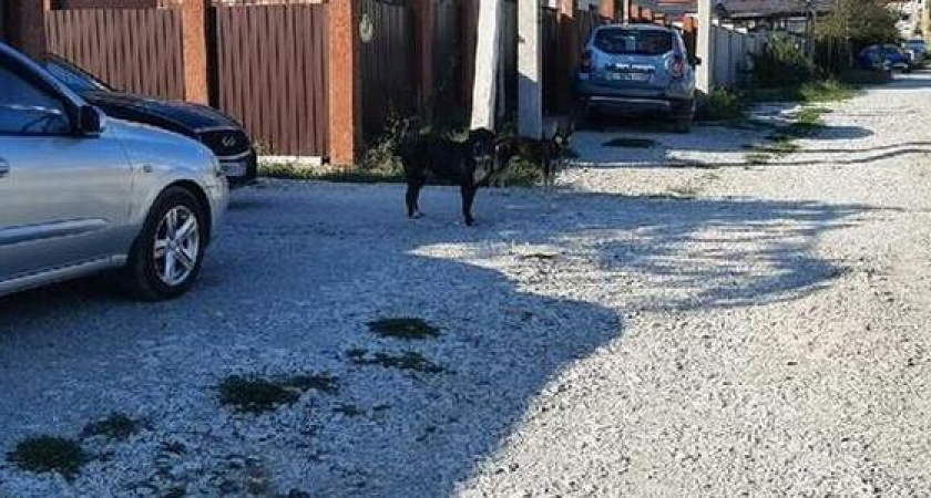 "Вечером страшно ходить!": новороссийцы боятся выйти из дома из-за бродячих собак