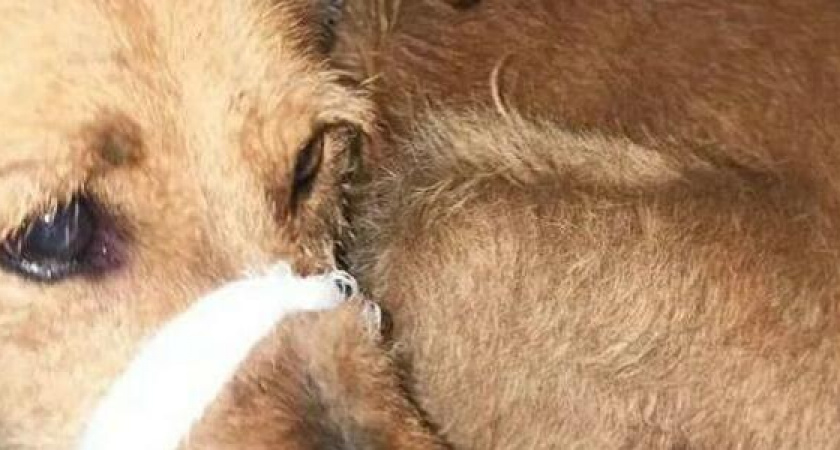 В Новороссийске ищут пса с пластмассовой лапой