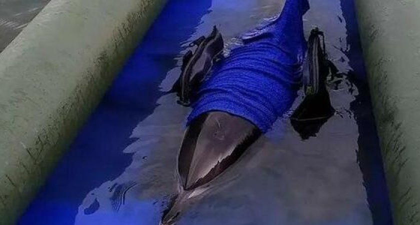 Волонтеры центра «Дельфа» спасают маму-дельфина и ее малыша. Их выбросило на берег под Новороссийском