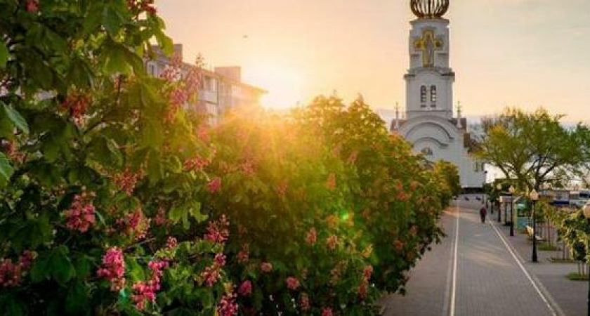 На  бульваре Черняховского в Новороссийске зацвели розовые каштаны: 10 сказочных фото