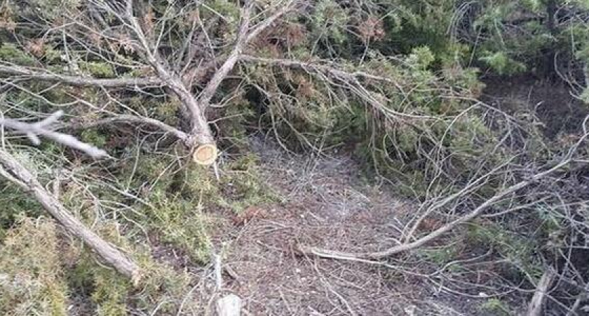 8 краснокнижных деревьев вырубили в Новороссийске: прокуратура возбудила дело