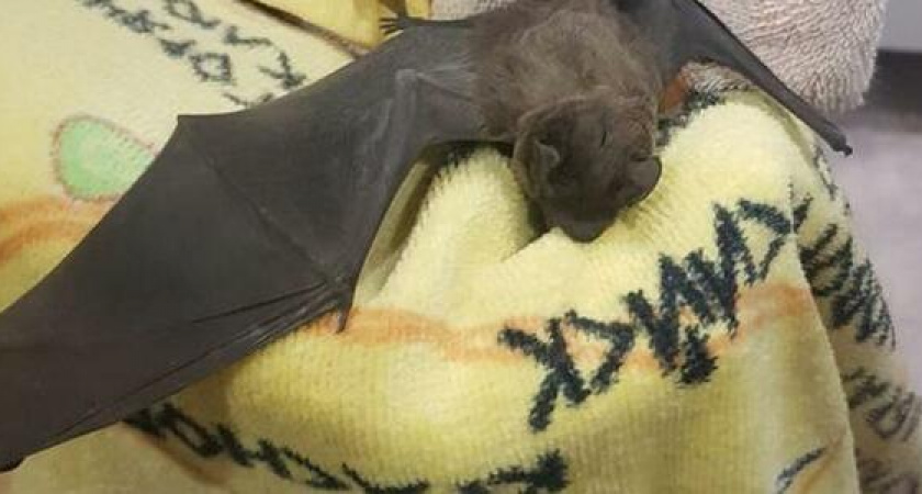 Крылатый монстр: в квартиру к жительнице Новороссийска залетела летучая мышь