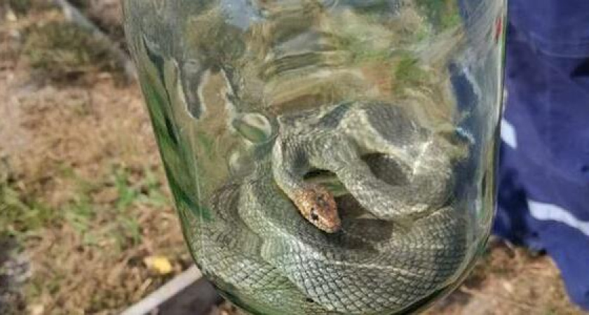 К новороссийцам в дом заползла огромная змея