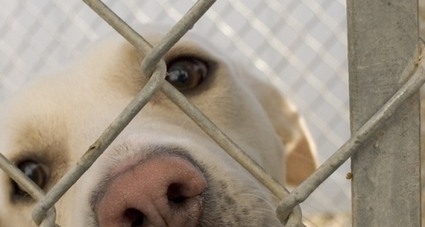 «Питомник для бездомных животных построим до августа 2020 года», - пообещал зоозащитникам глава Новороссийска