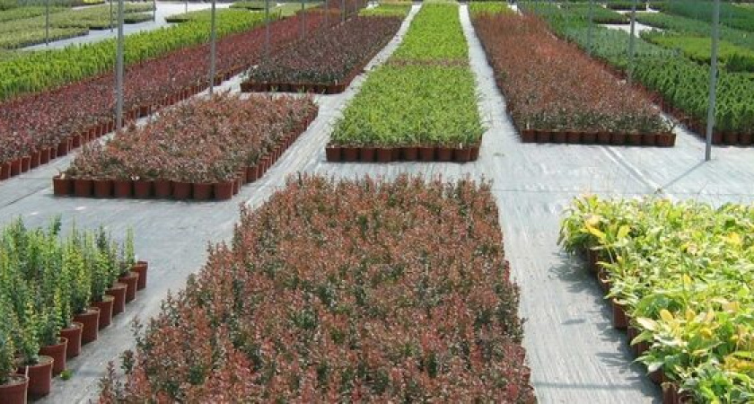 В Новороссийске построят тепличный комплекс, где будут выращивать саженцы для озеленения города