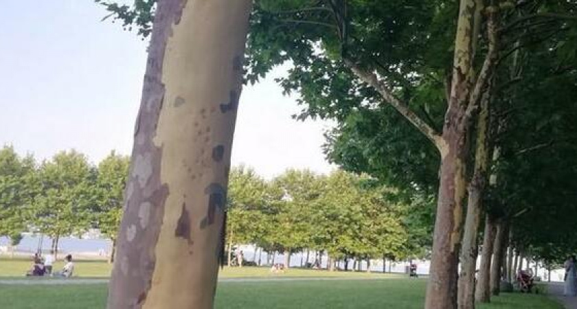 «Деревья больны?»: платаны на набережной Новороссийска сбросили кору