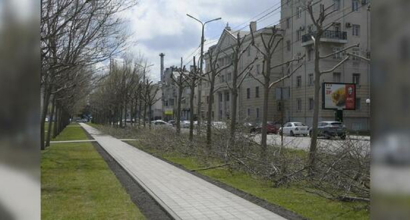 Жители Новороссийска обеспокоены тем, что на городской набережной «обкорнали» платаны