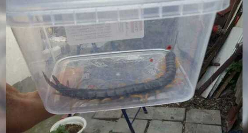 20-сантиметровую сколопендру поймали жители Новороссийска прямо у себя в доме