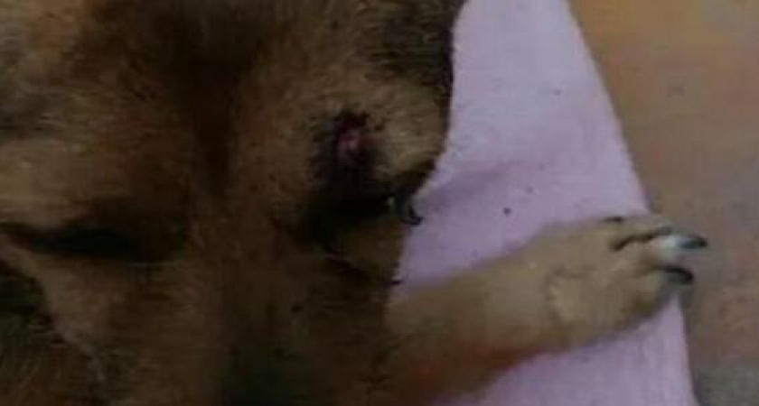 На Кубани собака сторожила умирающего после ДТП хозяина