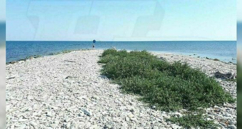 В Новороссийске на острове Суджук выросли помидоры