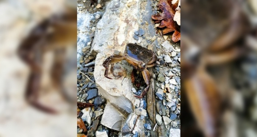 Новороссийцы нашли на Луначарских водопадах крабов