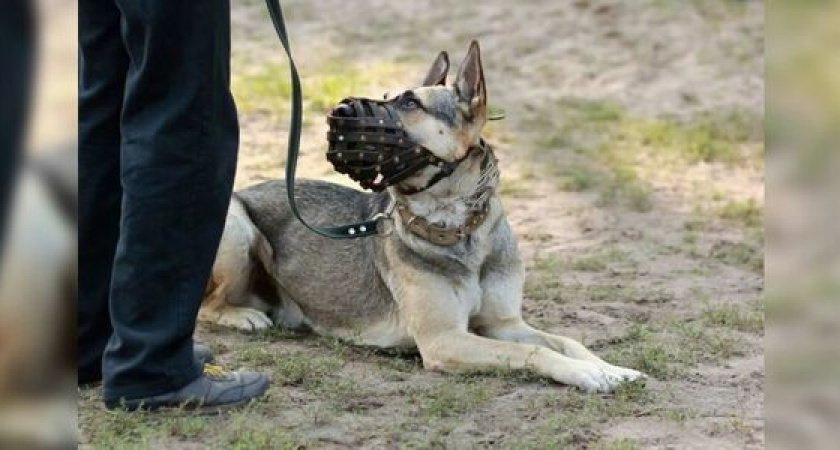 Мэр Новороссийска поручил активнее наказывать владельцев за выгул собак без намордников