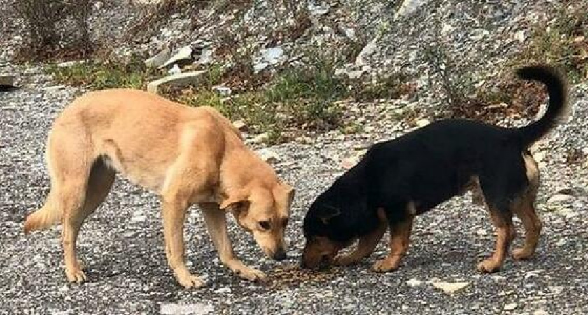 В урочище Широкая Балка под Новороссийском голодают бездомные животные: требуется помощь