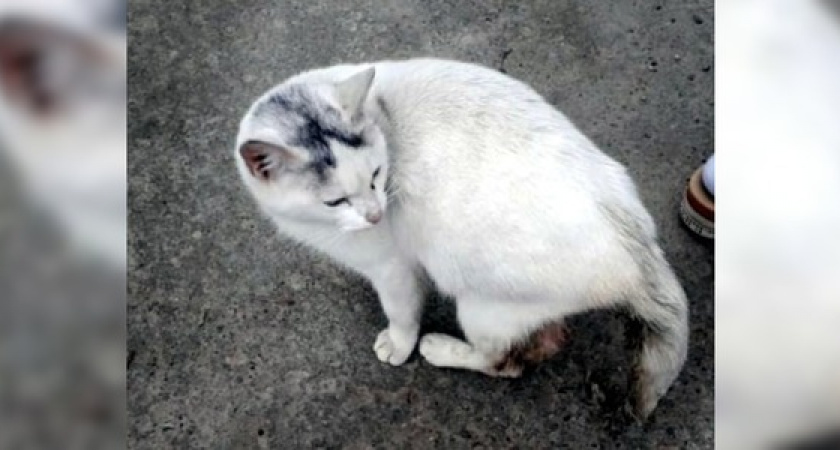 Жители Новороссийска создали петицию, чтобы найти виновных в издевательстве над кошкой