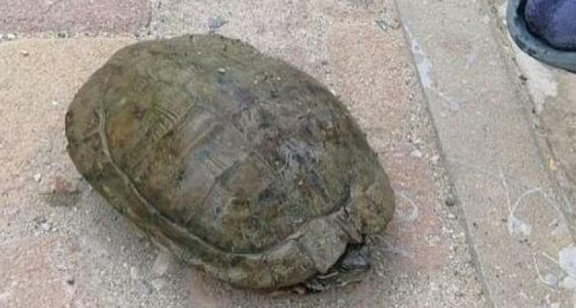 В Новороссийске в ливневке в куче мусора обнаружили черепаху