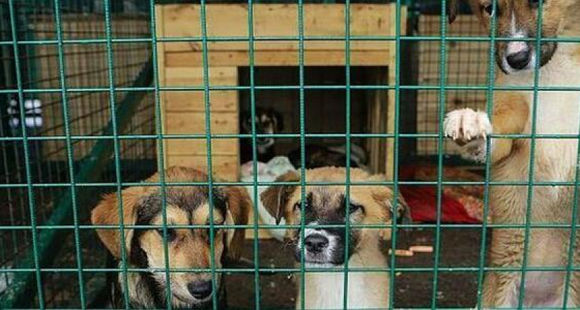 В Новороссийске построят приют для животных на 200 мест за 124 миллиона рублей