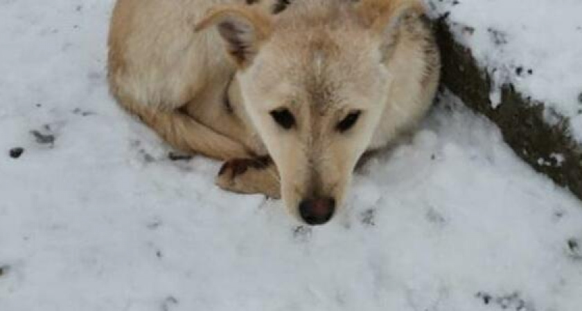 Маленькие люди с большим сердцем: школьники спасли замерзающего на улице щенка