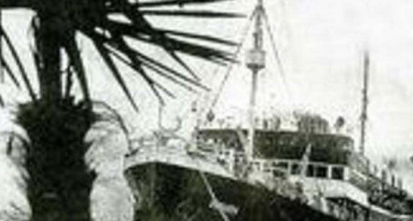 Сто лет назад на набережной Новороссийска росли пальмы. Приживутся ли субтропические деревья в нашем климате сейчас?