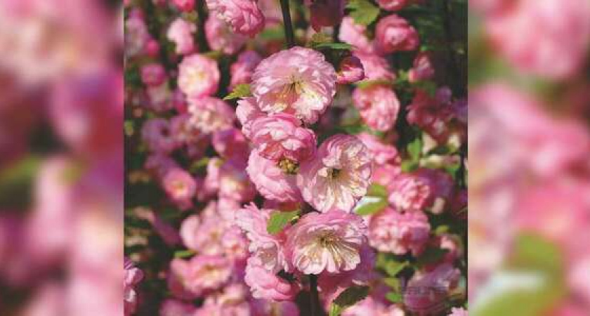 Сахарный клен и миндаль. Из бюджета Новороссийска выделят 7,5 миллионов на саженцы