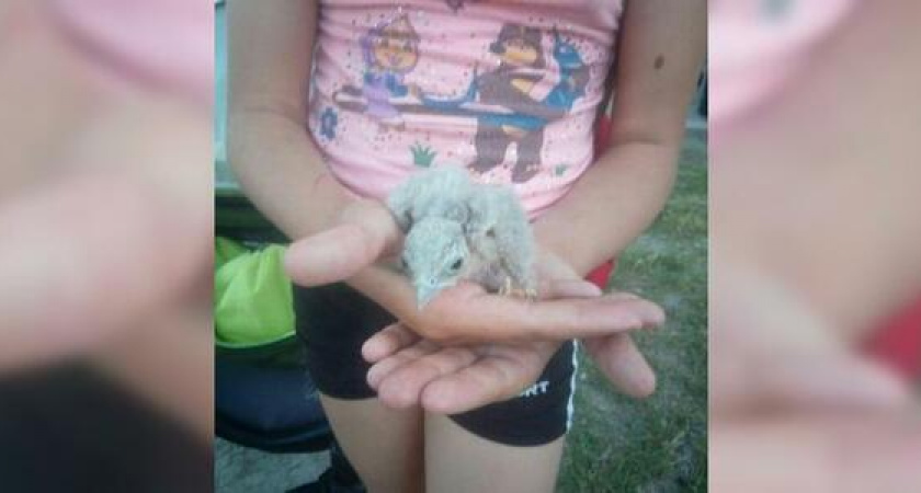 В Новороссийске дети и спасатели помогли выпавшему из гнезда птенцу