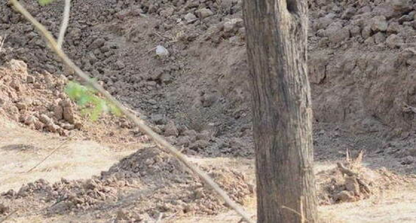 Новороссийцы ищут «невидимого» леопарда на снимке, который облетел весь мир