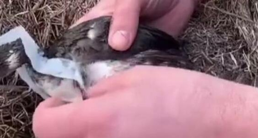 «Что мы творим с природой!?»: на Суджукской косе птенец запутался в полиэтиленовом пакете (видео)