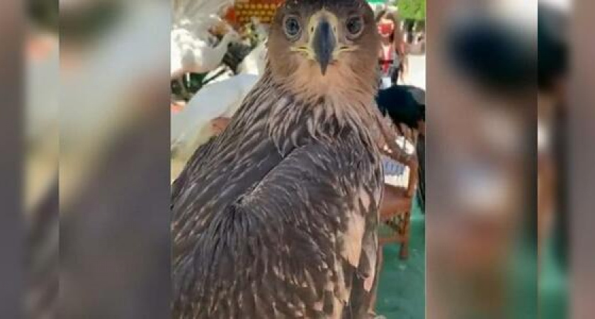 Ястреба и орла спасли от фотографов-нелегалов в Анапе