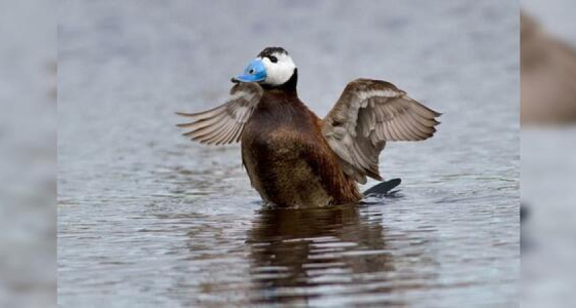 «Любитель птиц или утилизирует просрочку?» Мужчину с несколькими булками хлеба в окружении пернатых сфотографировали новороссийцы