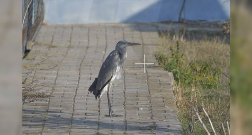 Под Новороссийском появился реабилитационный центр для птиц