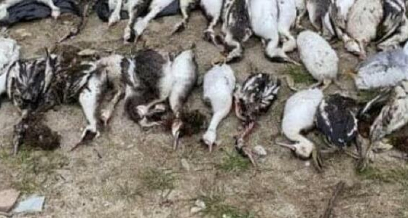 247 трупов на 162 метра: пляжи Новороссийска усыпаны мертвыми птицами