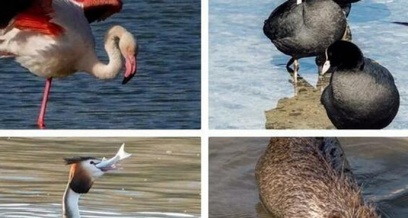 Нутрия, фламинго и поганки: фото и видео временных и постоянных обитателей Суджукской лагуны в Новороссийске