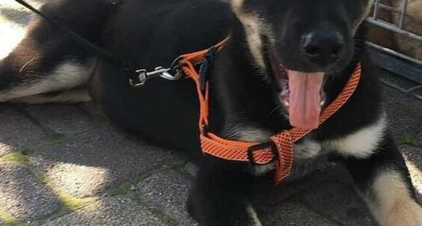 В Новороссийске пройдет выставка бездомных животных «Пушистый друг»