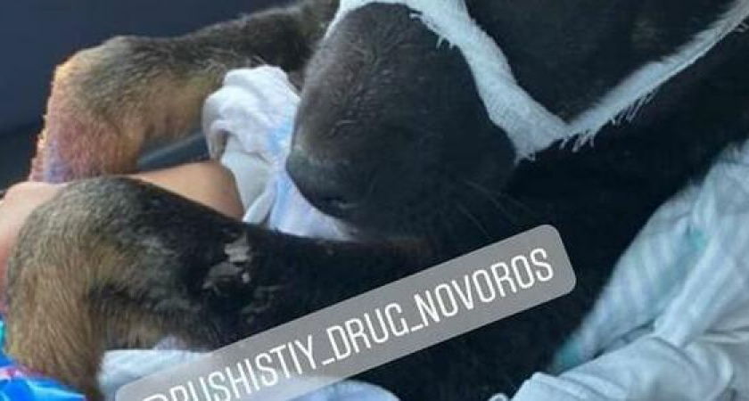 «Лапы просто нет, торчат кости!»: под Новороссийском поезд переехал лапу щенку