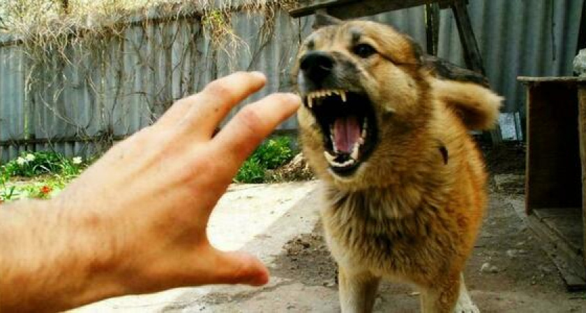 В Ветуправлении Новороссийска рассказали о бешенстве: как уберечься от смертельно опасного заболевания