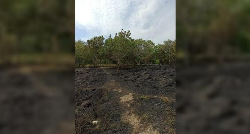В Новороссийске произошло возгорание в дендропарке