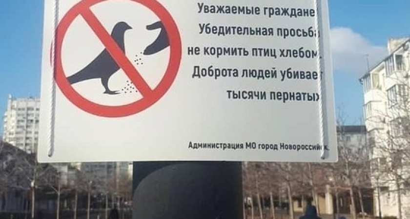 Власти Новороссийска установили таблички с просьбой не кормить птиц хлебом. Но горожане их раскритиковали