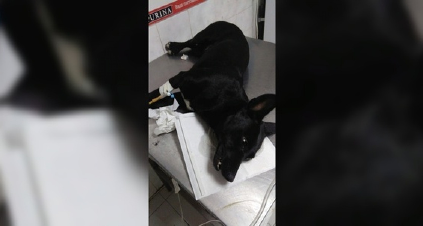 «Собака билась в мучительных конвульсиях»: волонтеры Новороссийска рассказали о травле животных в пригороде